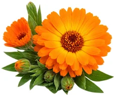 Movilin — extracto de caléndula (Calendula officinalis)