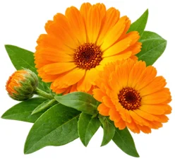 Movilin — extracto de caléndula (Calendula officinalis)