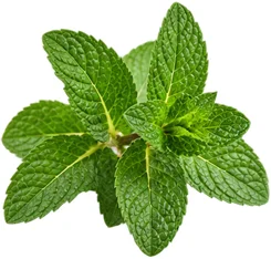 Movilin — extracto de menta (Mentha)