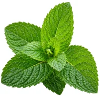 Movilin — extracto de menta (Mentha)