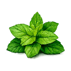 Movilin — extracto de menta (Mentha)