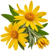 Movilin — extracto de árnica (Arnica montana)