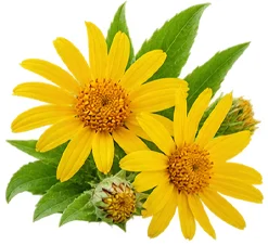 Movilin — extracto de árnica (Arnica montana)