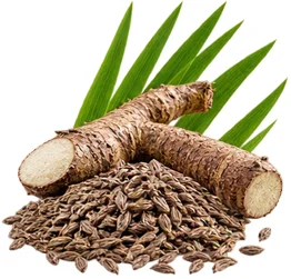 Movilin — extracto de semillas de cálamo (Acorus calamus)